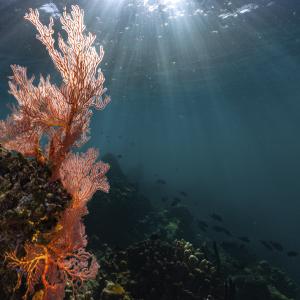 Sust Oceans Fund-photo 2