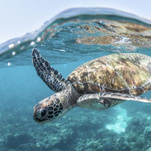 Sust Oceans Fund-photo3