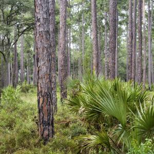 Southern pine forest
