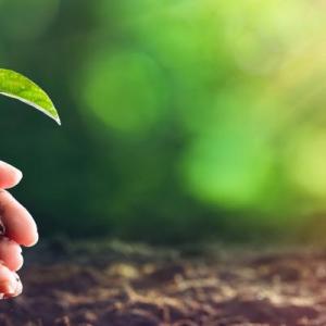 A person holding seedling 