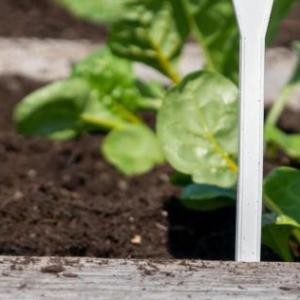 Closeup of plants in plant bed