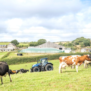 Field with cows and a blue tractor
