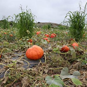 Pumpkin patch at Tanaka Farms.