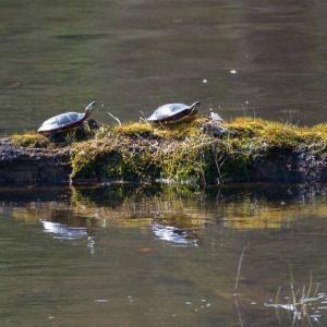 turtles