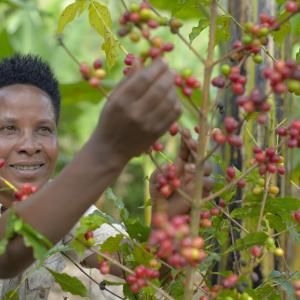 Jaska Oscar, a coffee farmer from Tanzania, picks coffee cherries. 