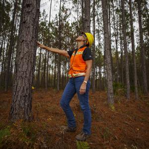 Terri looks to the top of a tall pine tree. Her right hand on it.