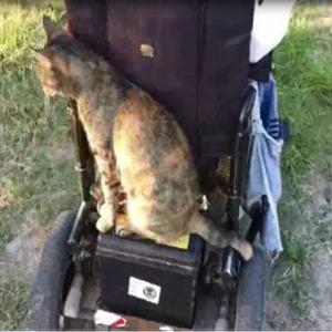 Tete rescuing a cat by wheelchair