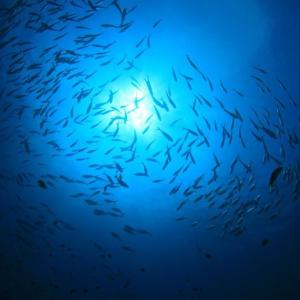 Fish swimming in a circle