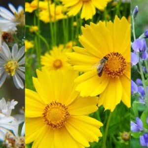 Photos of different pollinator plants