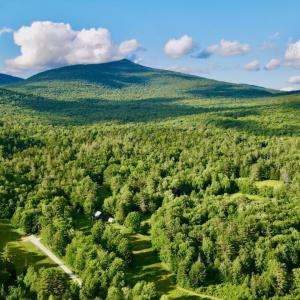 landscape of trees 