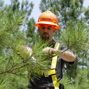 Person doing work on a tree