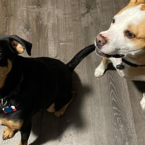 Luna was adopted from a farm in Georgia when she was a puppy and “purrs” when she’s happy. Tommy was a rescue from Alabama with a sad history of abuse from his first owner. We love giving them lots of playtime and cuddles! — Monica Miller Rodgers and dogs, Tommy Boy Shelby and Luna Suki