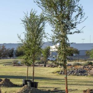 Trees lined up in a field ready to be planted 