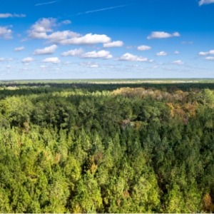 Aerial view of a forest