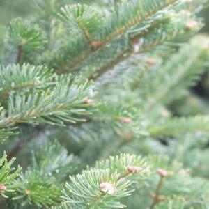 Christmas Tree shown with Recycling symbol.
