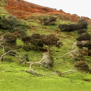 Land with damaged trees