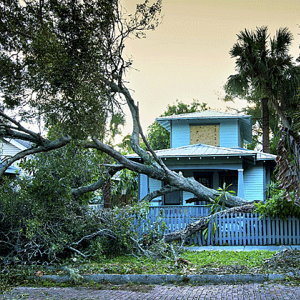 house with fallen tree in front of it 