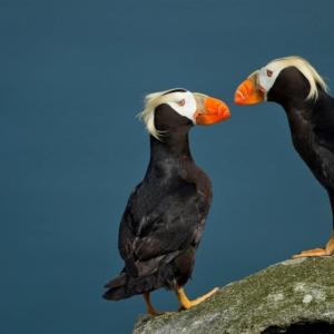 Trufted Puffins