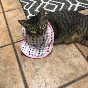 We have three cats (Tug, Sage and Kiki) and one dog (Blossom). It’s a lot of work to have so many pets, but it is rewarding. It truly is a stress reliever to have a bad day and have a cat or dog snuggle up in your lap for some love. — Somer Mason and cat, Tug