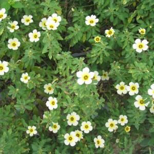 A close up of a bush of Tunera Subulata flowers.