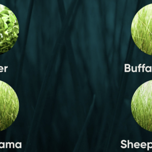 Circle photo's of Clover, Buffalograss, Blue Grama and Sheep Fescue