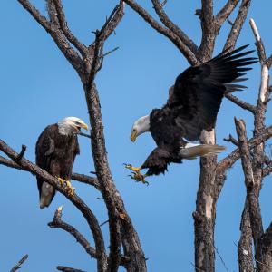 Two eagles on a leafless tree