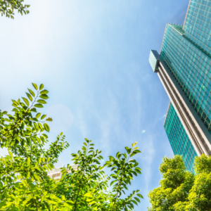 Sunny upward-facing view of a glass office building and tree foliage