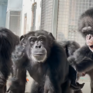 Three chimps smiling