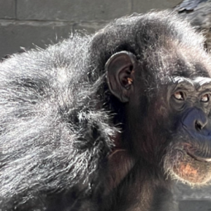 Vanilla the chimp