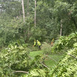 Workers cutting back brush