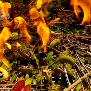 venus flytrap near fire