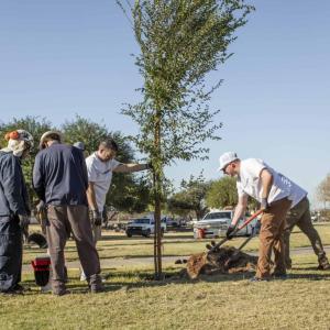Volunteers planting trees 