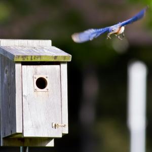 Bluebird flying to a bird box