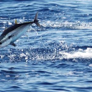 Atlantic bluefin tuna feeding in the Mediterranean Sea. © Frédéric BASSEMAYOUSSE / WWF-Mediterranean