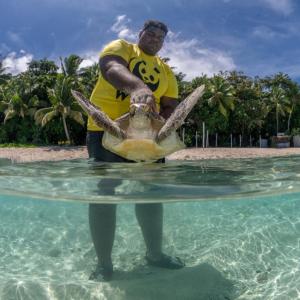  man releases a green turtle back into the sea. © Tom Vierus / WWF-Pacific