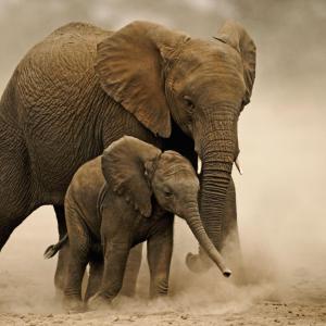 African elephant young calf with adult female. © Martin Harvey / WWF