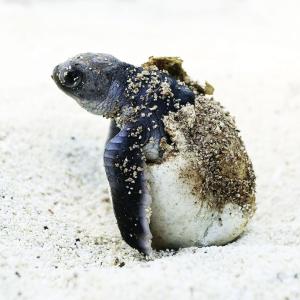 Green sea turtle hatchling emerging from egg © Roger Hooper / WWF