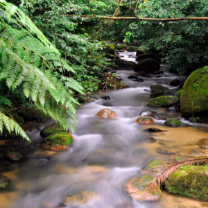 stream running through a thickly settled woods