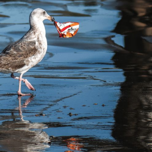 Seagull with trash in mouth