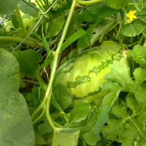 Watermelons are just one of the many fruits and vegetables that farmers are growing with Action Against Hunger.