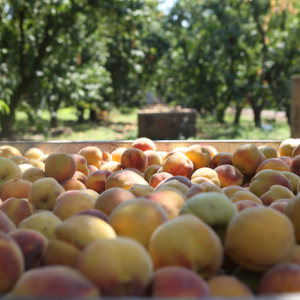 Collage showing freshly grown vegetables.