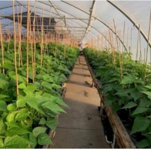 Greenhouse at Del Monte Foods.