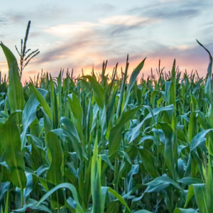 corn field