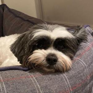 A dog laid in a checkered bed 