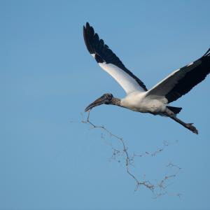 Wood Stork
