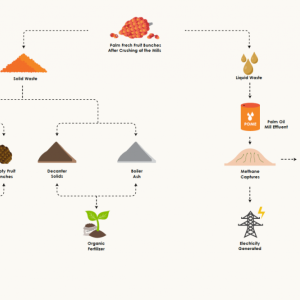 info graphic, life cycle of palm oil production, separating liquids and solids, and the end results of the byproducts
