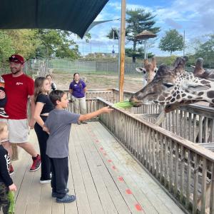 Young boy feeding giraffes at the zoo.