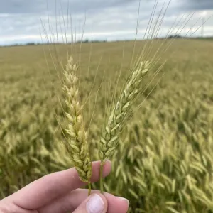 Hand holding up wheat with a field behind and a stormy sky