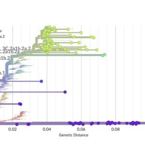 A phylogenetic tree illustrating the diversity present in Influenza A virus (H3N2) hemagglutinin (HA) sequences detected in this dataset. Branches are colored by viral clade. Most sequences belong to clade 3C.2a1b.2a.2 (lime green), which is the clade containing the CDC-recommended H3N2 vaccine strains for the 2022/23 flu season.