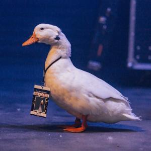 Aflac: The Aflac Duck